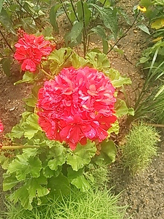 2013-07-29 09.34.06.jpg