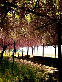写真 2013-05-12 15 13 40.jpg
