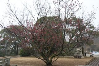 IMG_4171_R.JPG