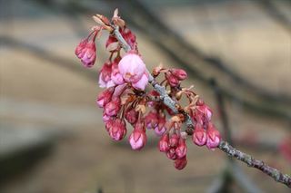 IMG_4173_R.JPG